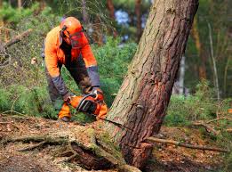 Best Tree Health Inspection  in Cobb Island, MD